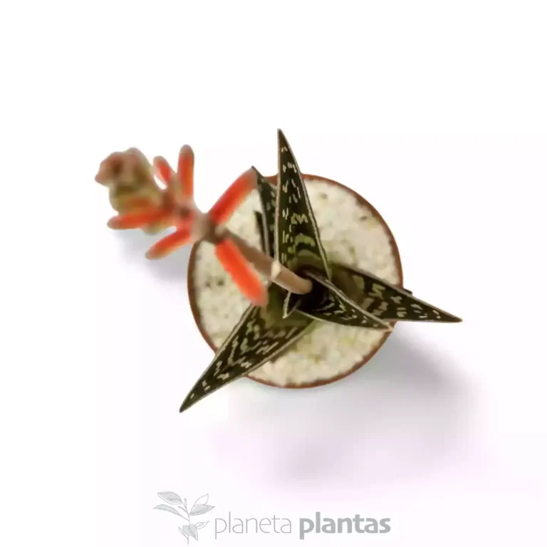 Aloe variegata xxl 03 - Suculentas y Cactus directos del Productor