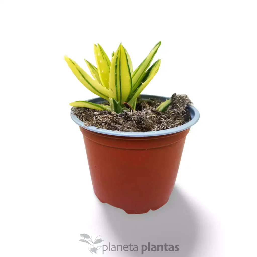 Suculentas y Cactus - Suculentas y Cactus directos del Productor Aloe Mitriformis Variegata - Suculentas y Cactus directos del Productor