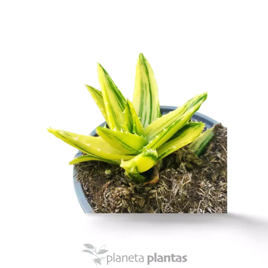 Suculentas y Cactus - Suculentas y Cactus directos del Productor Aloe Mitriformis Variegata 2 - Suculentas y Cactus directos del Productor