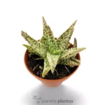 Aloe White Lightning - Imagen 2