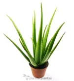 Aloe Vera Eco XL - Imagen 2