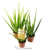 Aloe Vera Eco L - Imagen 5