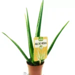 Aloe Vera Eco M