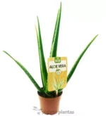 Aloe Vera Eco M