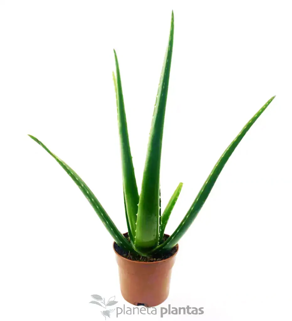 Aloevera 07 2 - Suculentas y Cactus directos del Productor