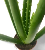 Aloe Vera Eco XL - Imagen 4