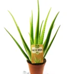 Aloe Vera Eco XL