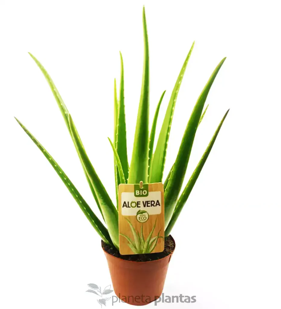 Aloevera 1 1 - Suculentas y Cactus directos del Productor
