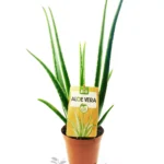Aloe Vera Eco L