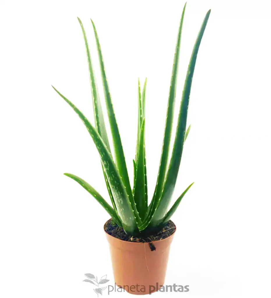 Aloevera 11 2 - Suculentas y Cactus directos del Productor