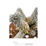 Anacampseros Filamentosa - Imagen 3