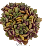 Anacampseros Rufescens Sunrise - Imagen 2