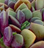 Anacampseros Rufescens Sunrise - Imagen 3