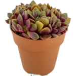 Anacampseros Rufescens Sunrise