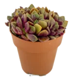 Anacampseros Rufescens Sunrise