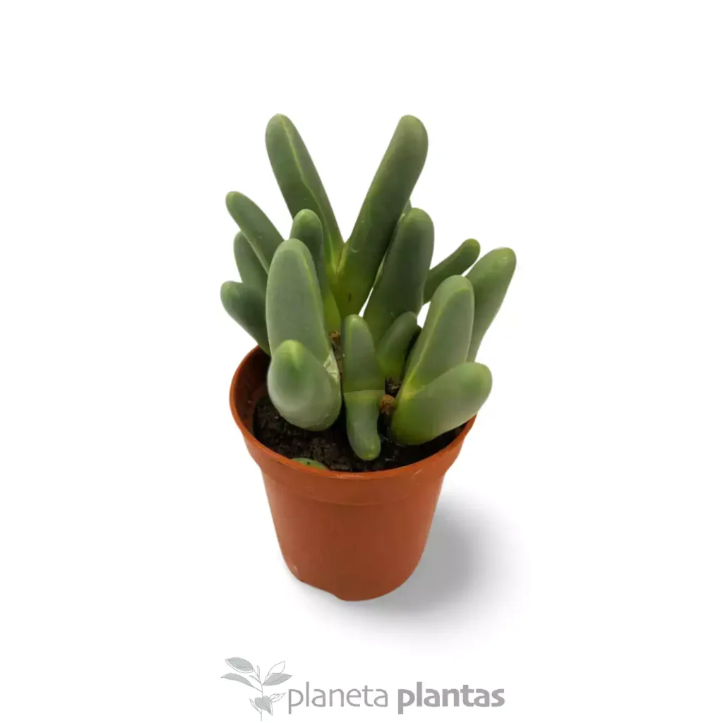 Argyroderma fissum - Suculentas y Cactus directos del Productor