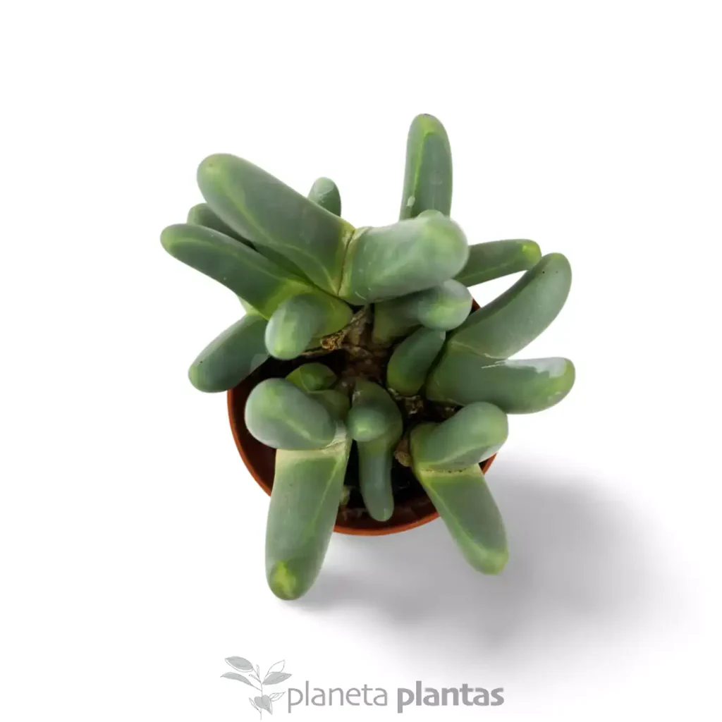 Argyroderma fissum 2 - Suculentas y Cactus directos del Productor