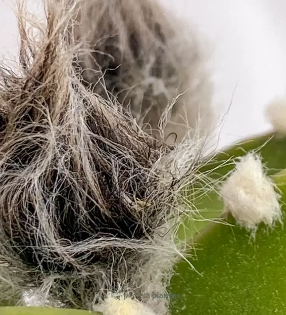 Astrophytum asterias 01 - Suculentas y Cactus directos del Productor