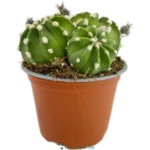 Astrophytum Asterias