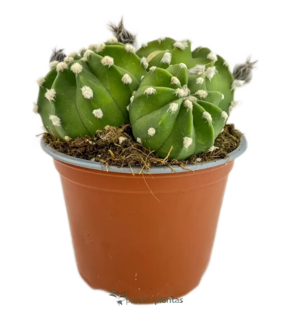 Astrophytum asterias - Suculentas y Cactus directos del Productor
