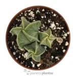 Astrophytum Myriostigma - Imagen 2