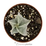 Astrophytum Myriostigma - Imagen 4
