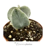 Astrophytum Myriostigma - Imagen 6
