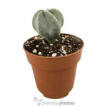 Astrophytum Myriostigma - Imagen 5