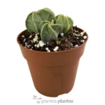 Astrophytum Myriostigma - Imagen 3