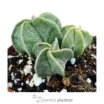 Astrophytum Myriostigma