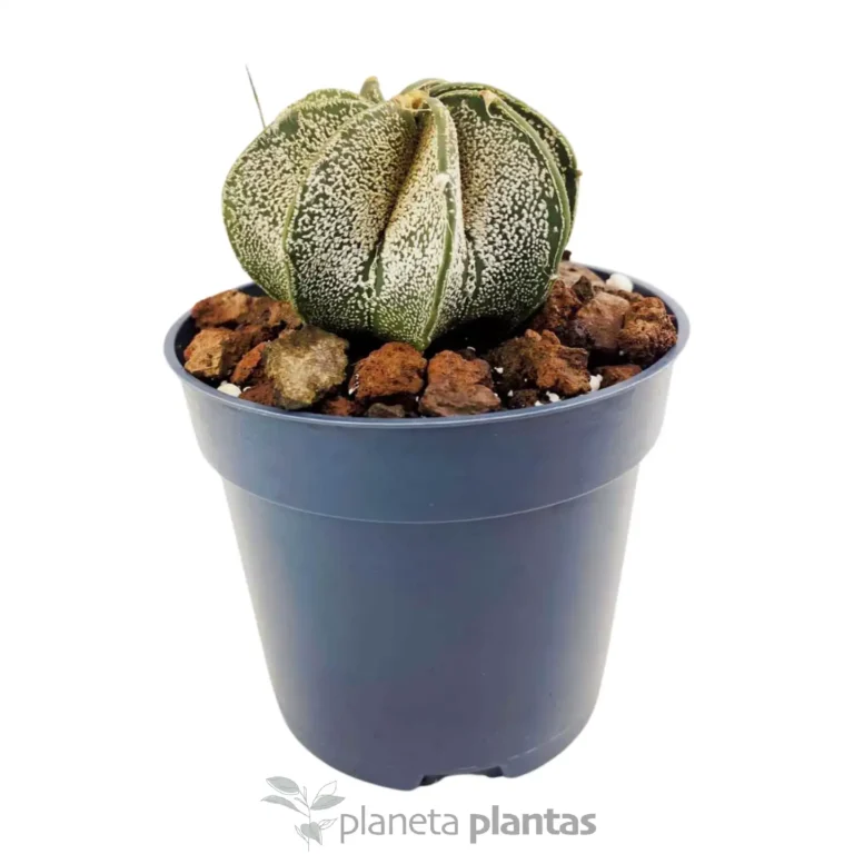 Astrophytum myriostigma Multicostatum 2 - Suculentas y Cactus directos del Productor