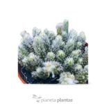 Avonia Recurvata - Imagen 2