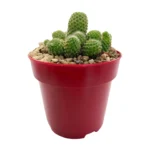 Aylostera pseudodeminuta - Imagen 4