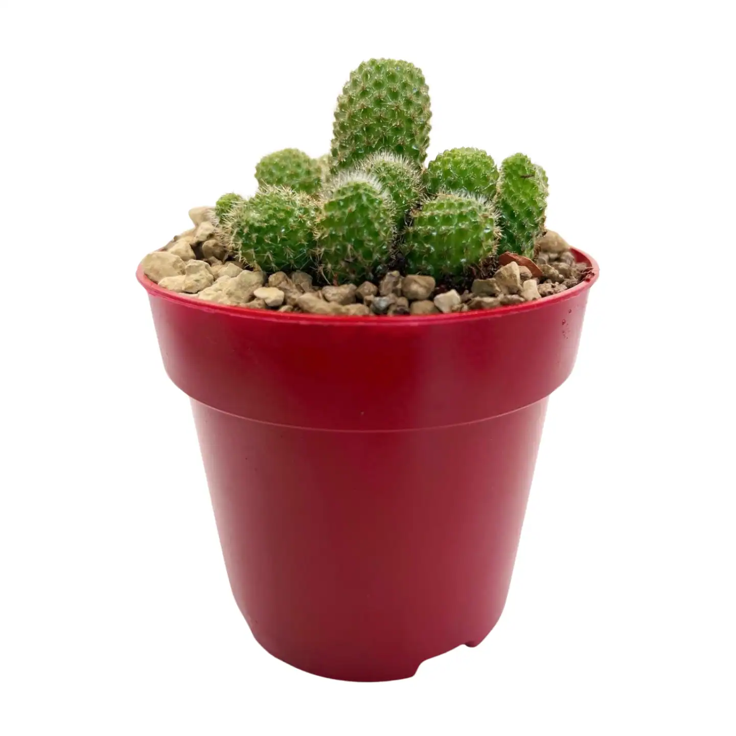 Aylostera-pseudodeminuta.webp Aylostera pseudodeminuta - Imagen 4