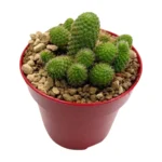 Aylostera pseudodeminuta - Imagen 3