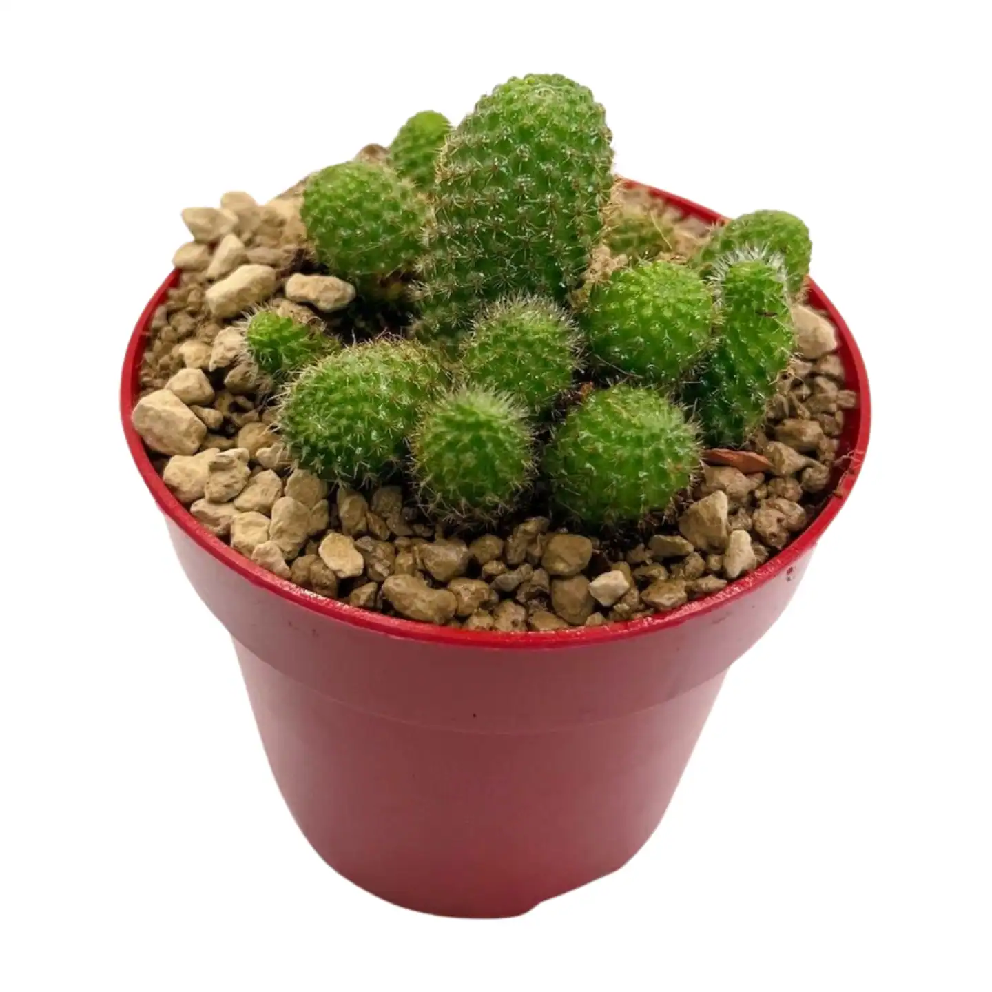 Aylostera-pseudodeminuta_01.webp Aylostera pseudodeminuta - Imagen 3