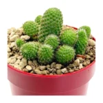 Aylostera pseudodeminuta