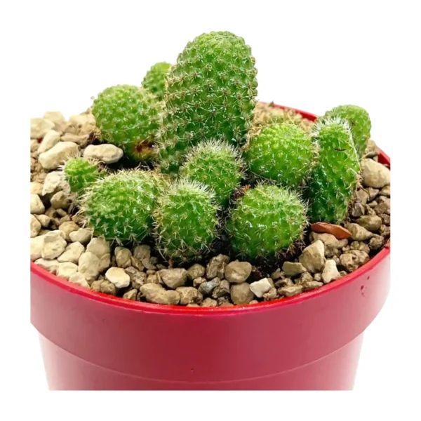 Aylostera pseudodeminuta