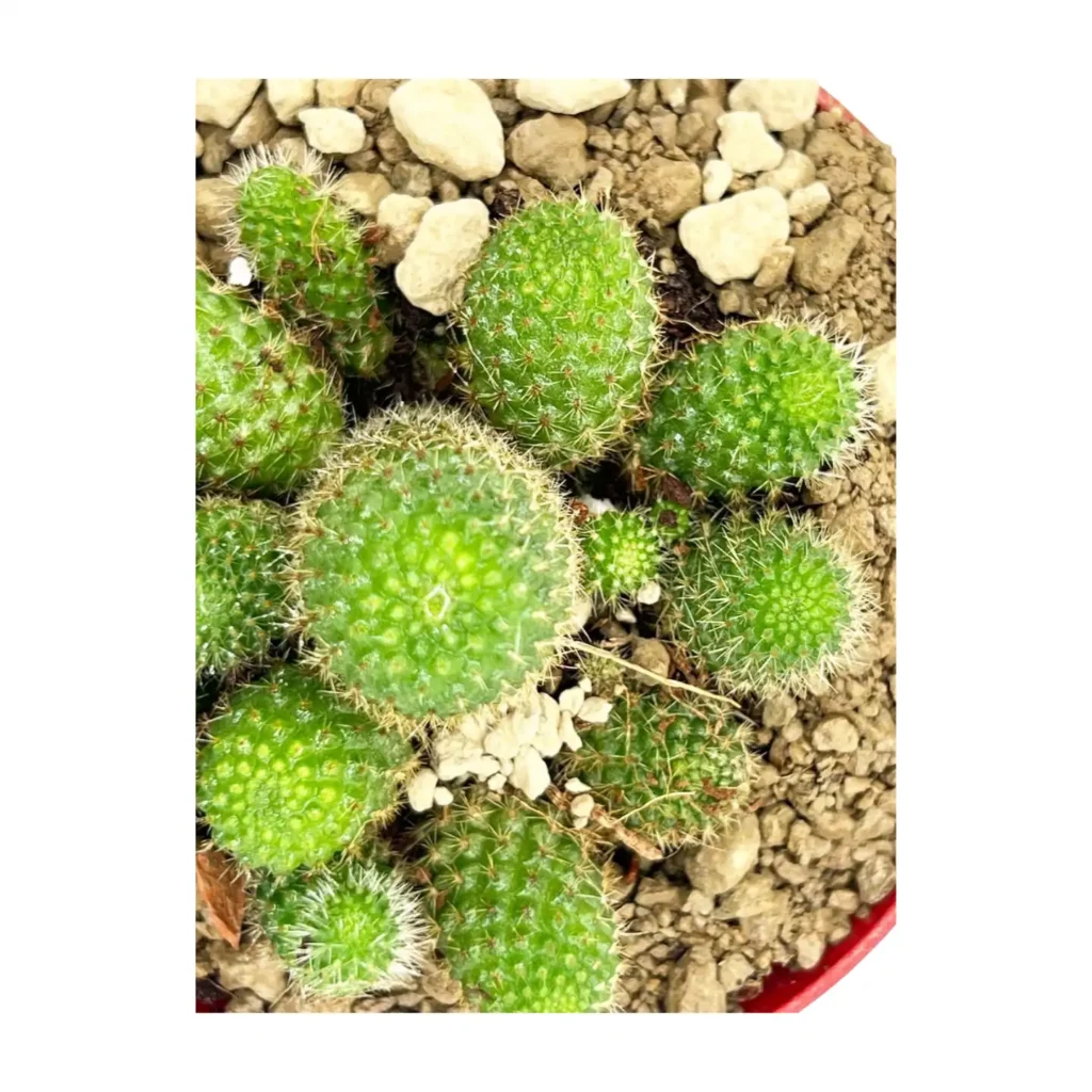 Aylostera pseudodeminuta 03 - Suculentas y Cactus directos del Productor
