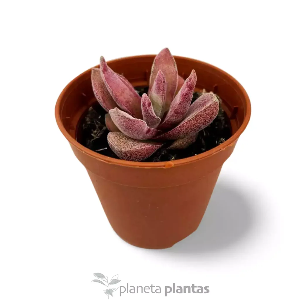 CRASSULA GARNET LOTUS RED 2 - Suculentas y Cactus directos del Productor