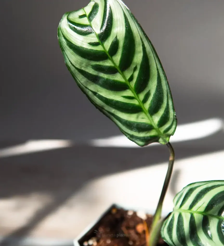 CTENANTHE BURLE MARXII 01 - Suculentas y Cactus directos del Productor