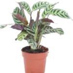 Ctenanthe Burle-Marxii