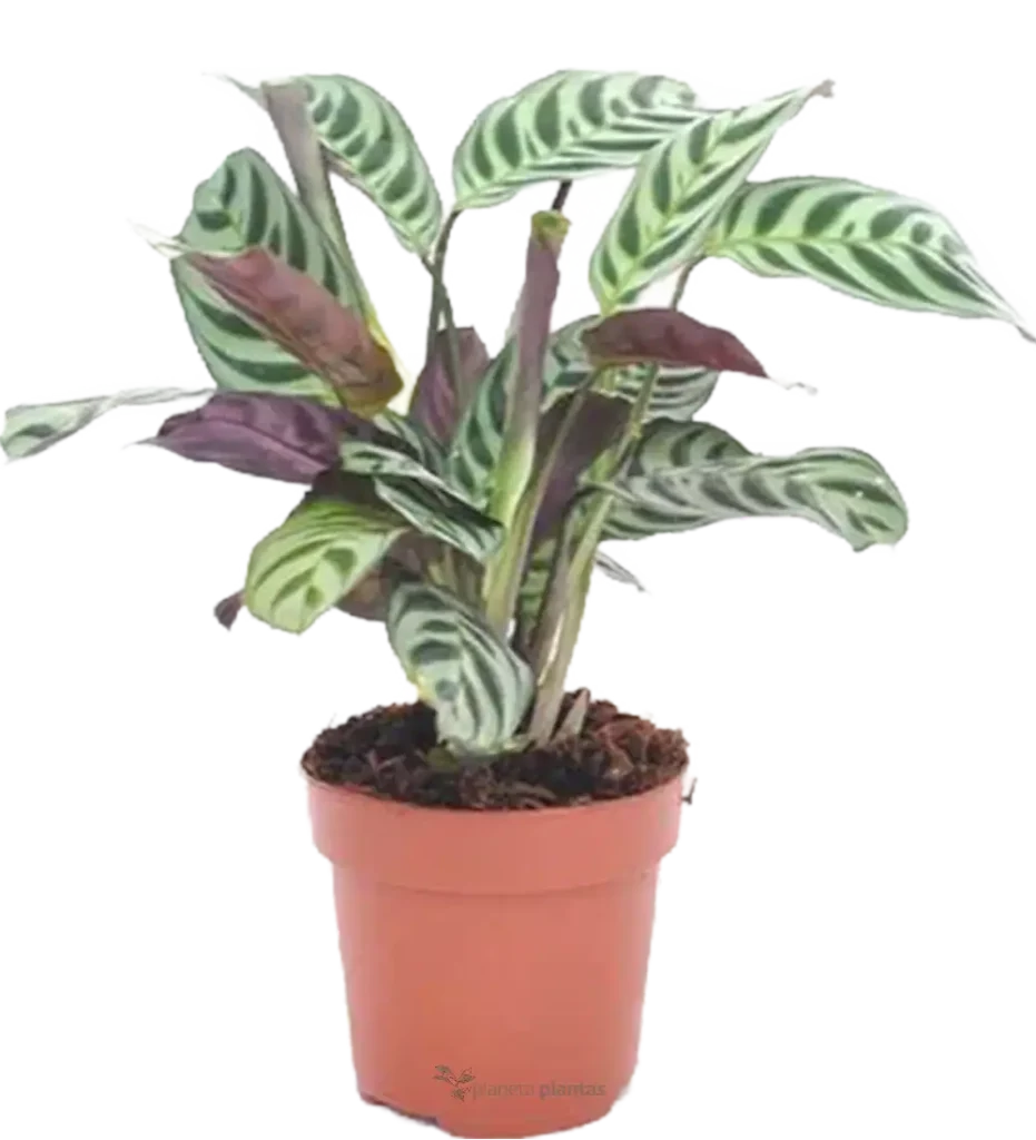 CTENANTHE BURLE MARXII - Suculentas y Cactus directos del Productor