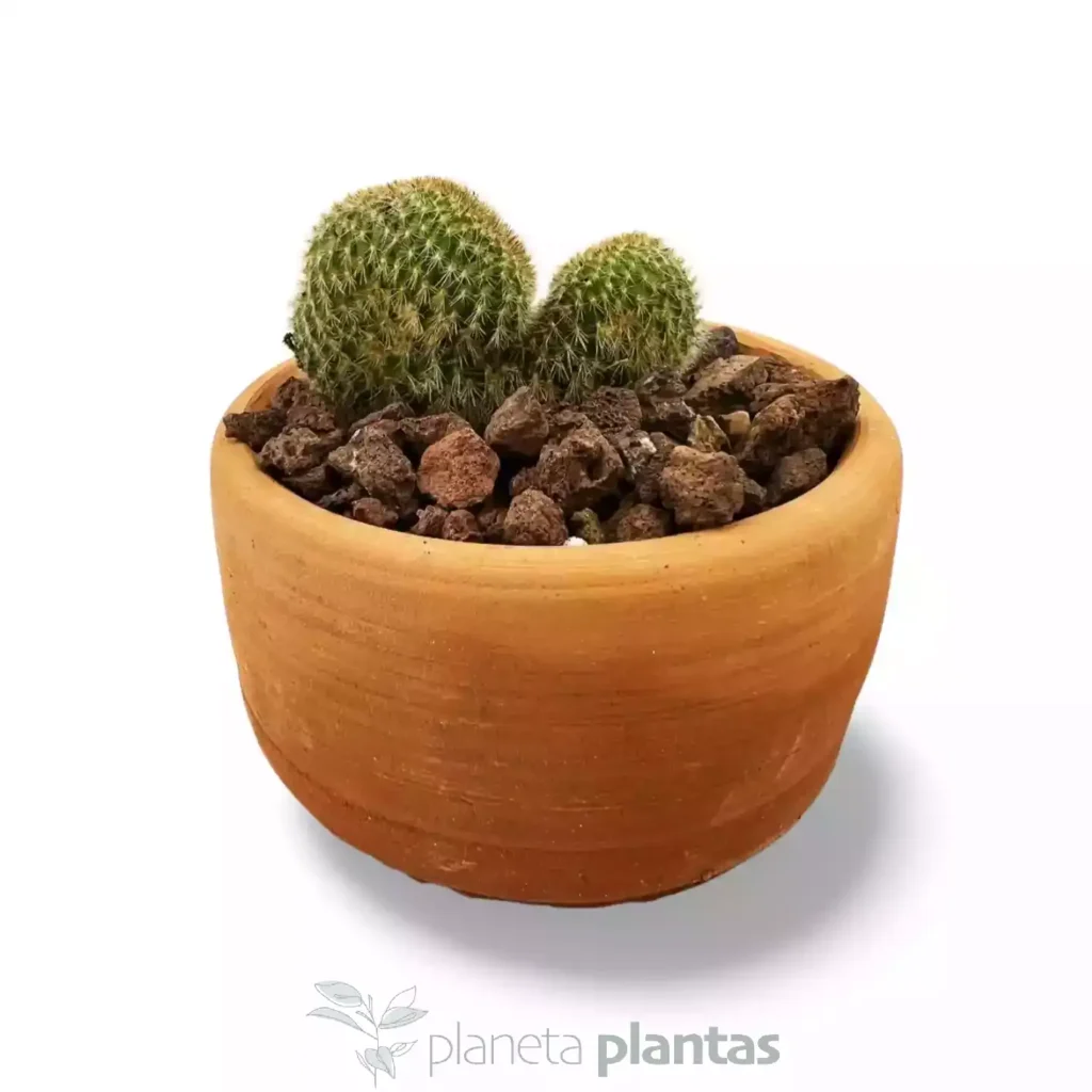 Cactus Cleistocactus Corazon 02 - Suculentas y Cactus directos del Productor