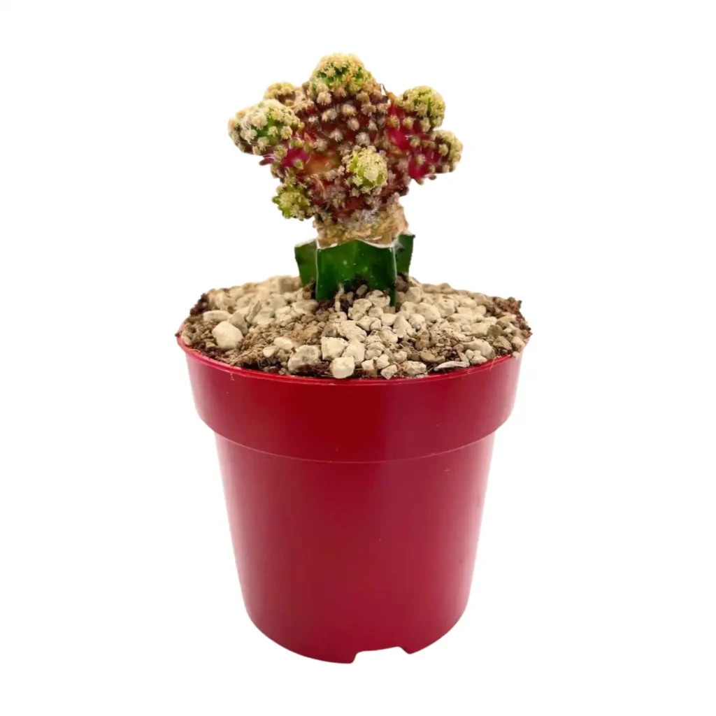 Cactus Mammilaria Gracilis - Suculentas y Cactus directos del Productor