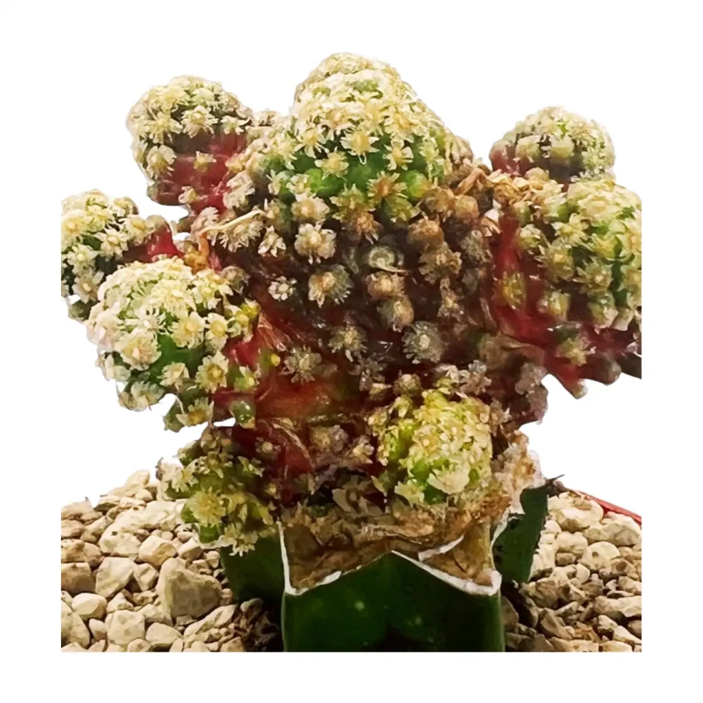 Cactus Mammilaria Gracilis 02 - Suculentas y Cactus directos del Productor