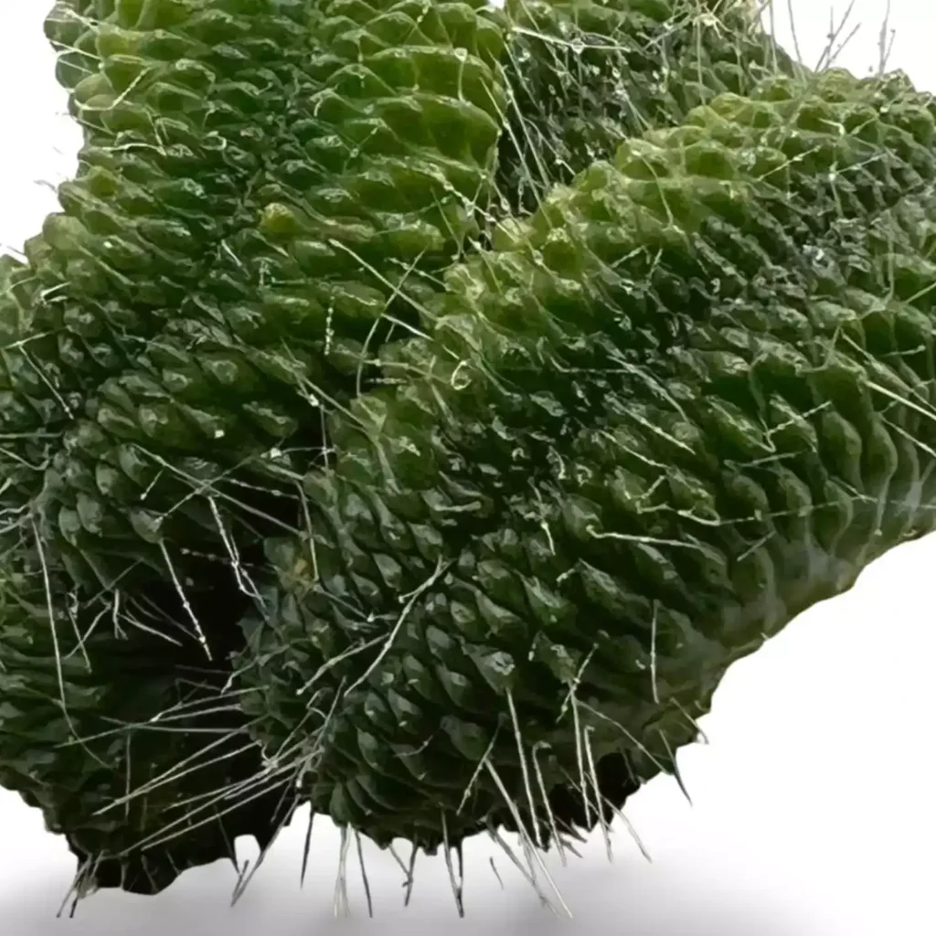 Cactus Mammillaria un Pico Crestata Grande 3 - Suculentas y Cactus directos del Productor