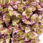 Callisia Repens Pink Panther Grande - Imagen 5