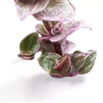 Callisia Repens Pink Panther Grande - Imagen 4