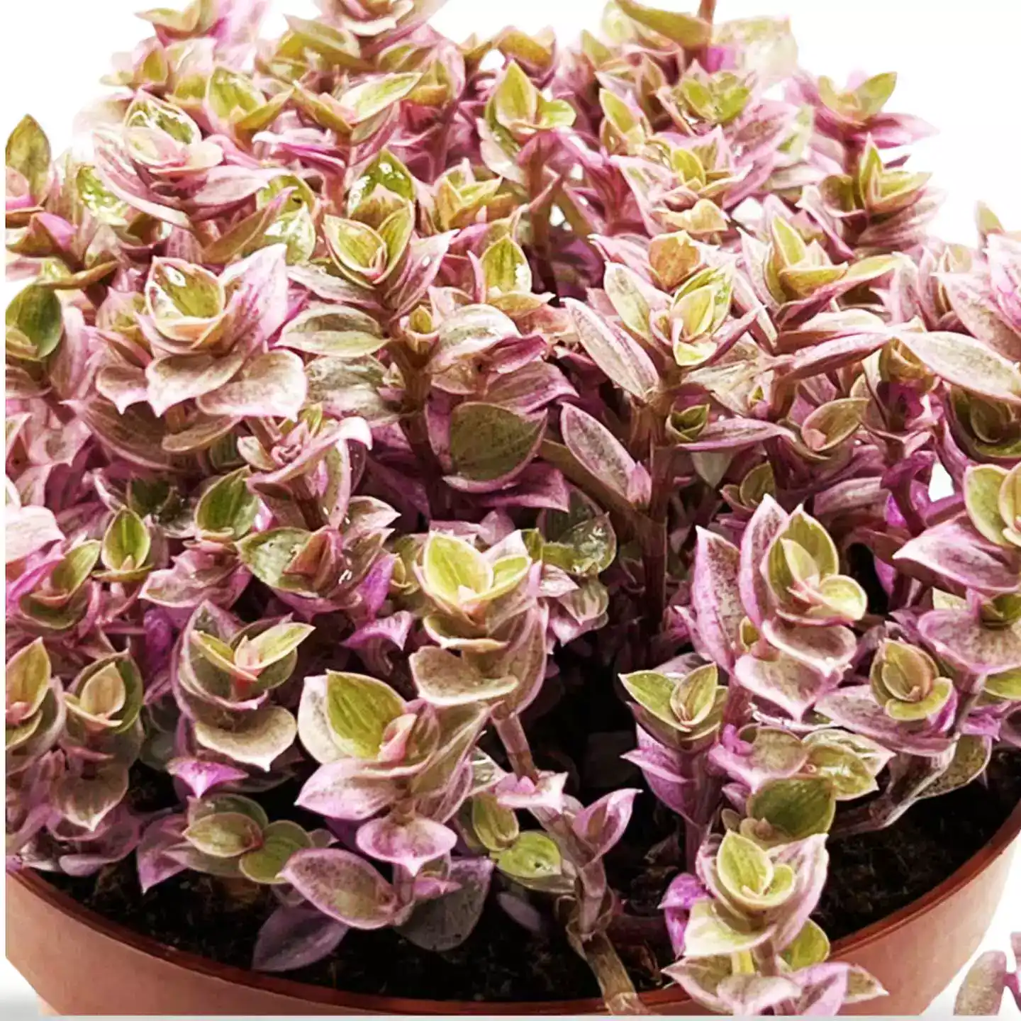 Callisia-Repens-Pink-Panther_3.webp Callisia Repens Pink Panther Grande - Imagen 3